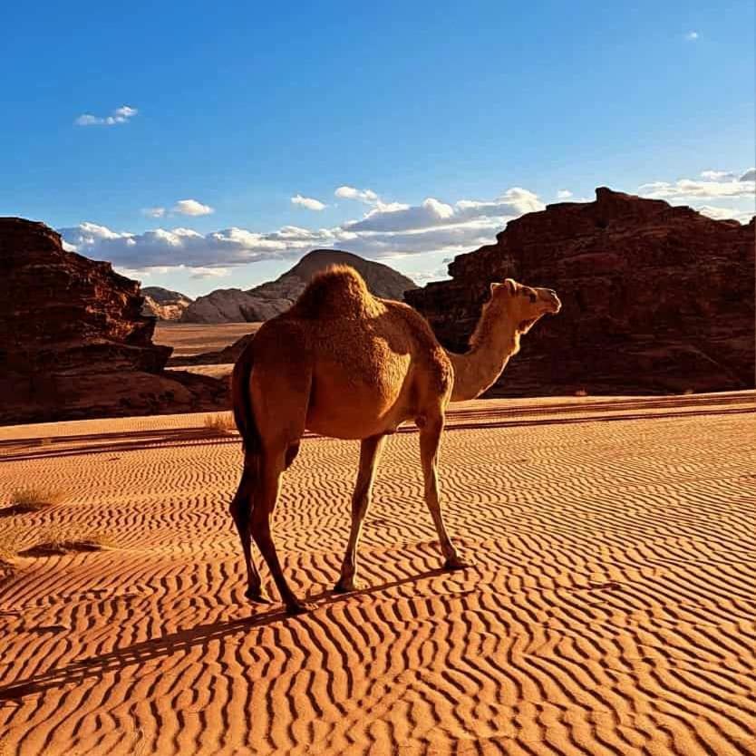 Отель Wadi Rum Nabatean Camp Экстерьер фото