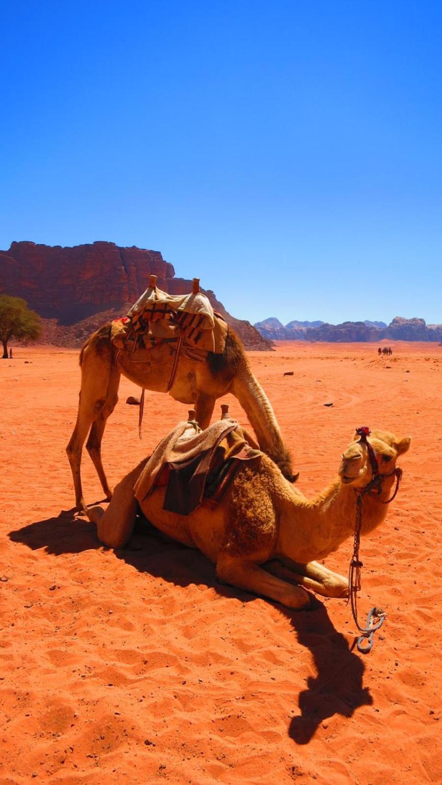 Отель Wadi Rum Nabatean Camp Экстерьер фото